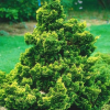 Кипарисовик тупой (Chamaecyparis obtusa) Нана Грацилис 25-30 С6 ГЕ/26