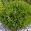 Туя западная (Thuja occidentalis) Хозери  С3 СП/23
