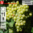 Виноград 